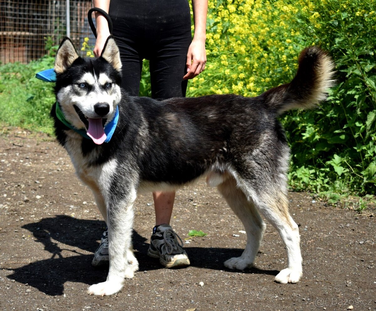 PUMA K ADOPCI - přátelský hasky - 3