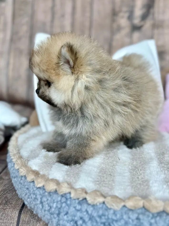 Pomeranian kluci - 3