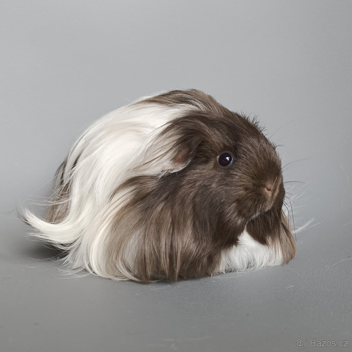 Šeltie - dlouhosrsté morče - 3