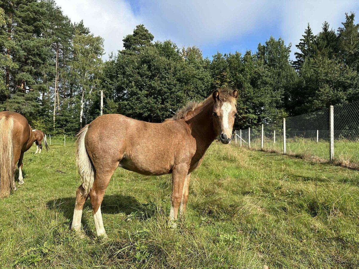 Nabízíme letošní pony klisničku - 3