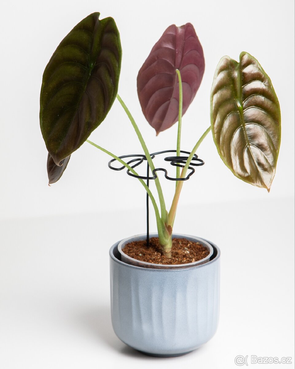 Opora pro rostliny, list monastery, černá - 3