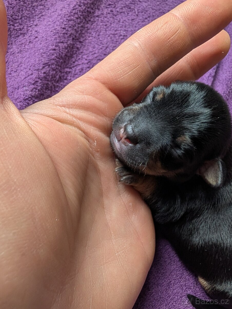 Čistokrevný mexický naháč mini štěňata - 3