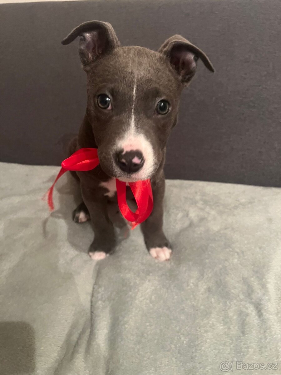 Stafordširsky bulteriér - 3