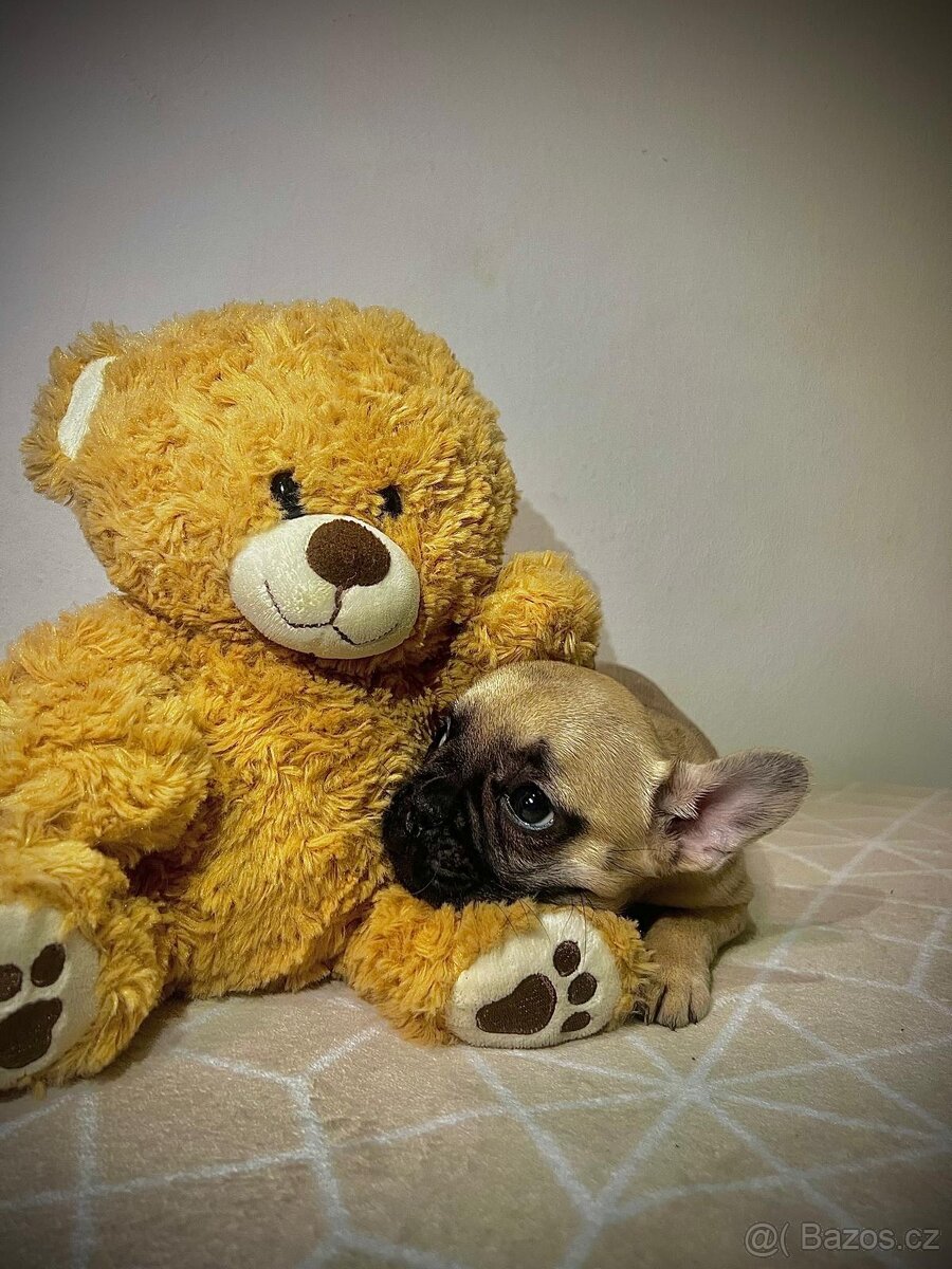Francouzský buldoček - 3
