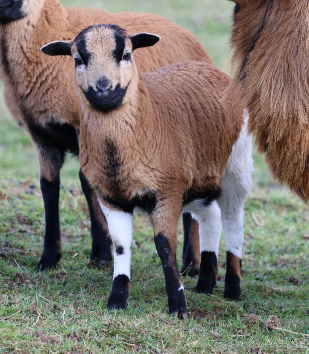Kamerunské ovce na spásání nebo do trouby - 3