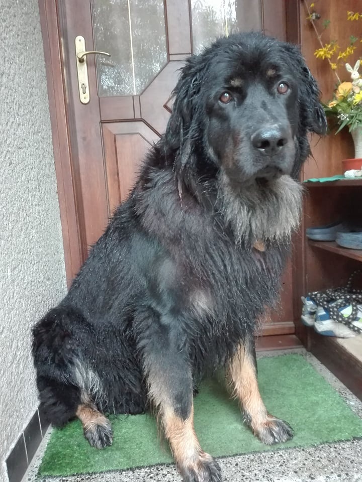 Pes hovawart ke krytí - 3