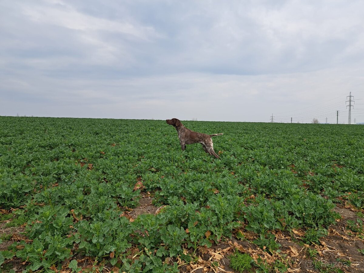 Německý ohař krátkosrstý. - 3