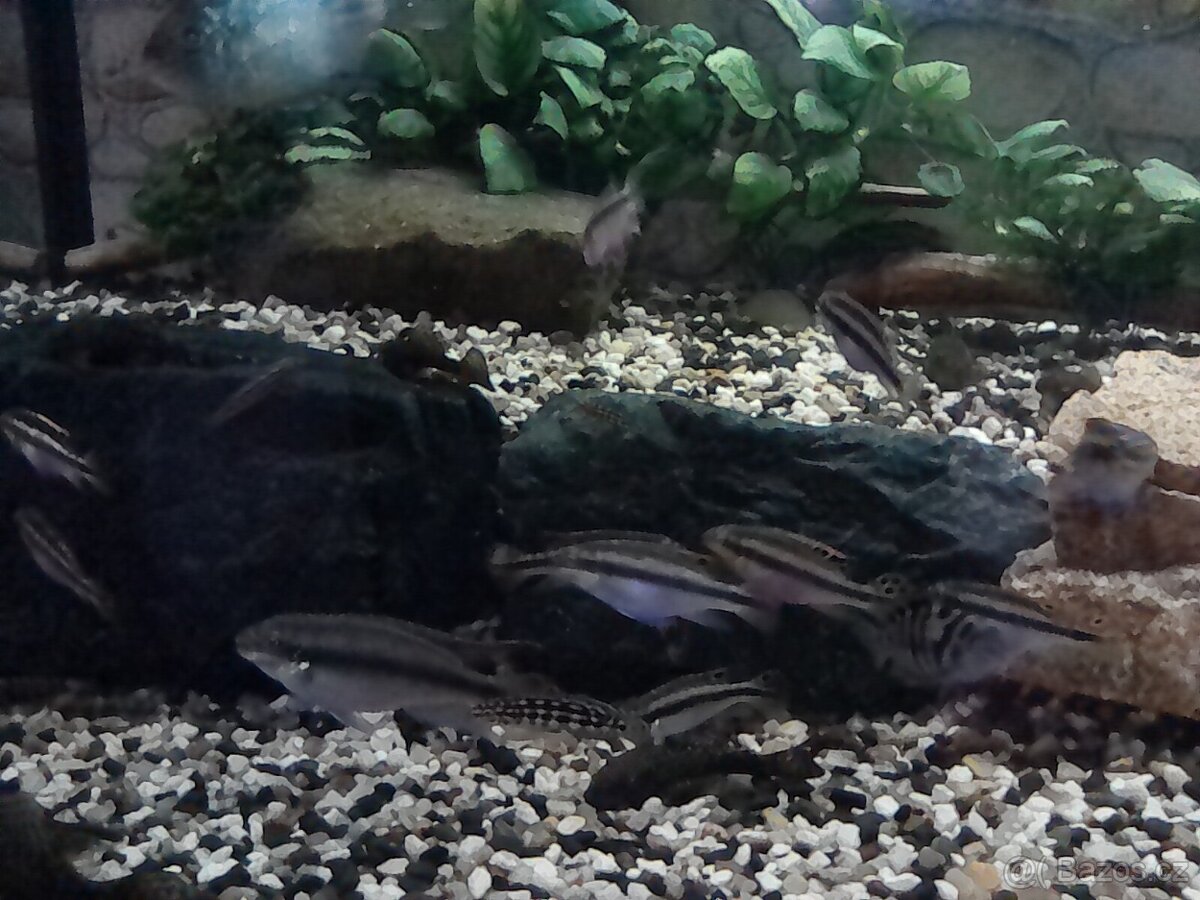 Cichlidy k prodeji - 3