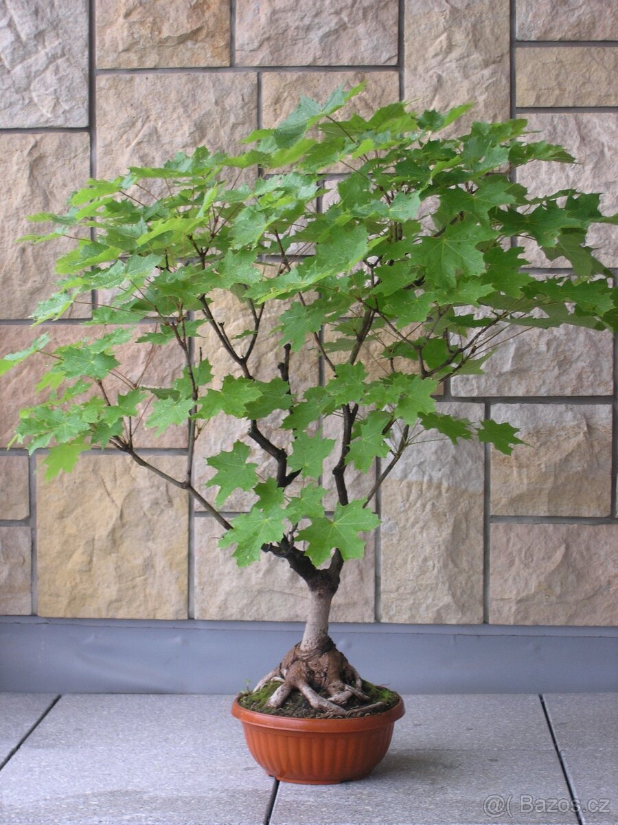 Venkovní Bonsaje - 3
