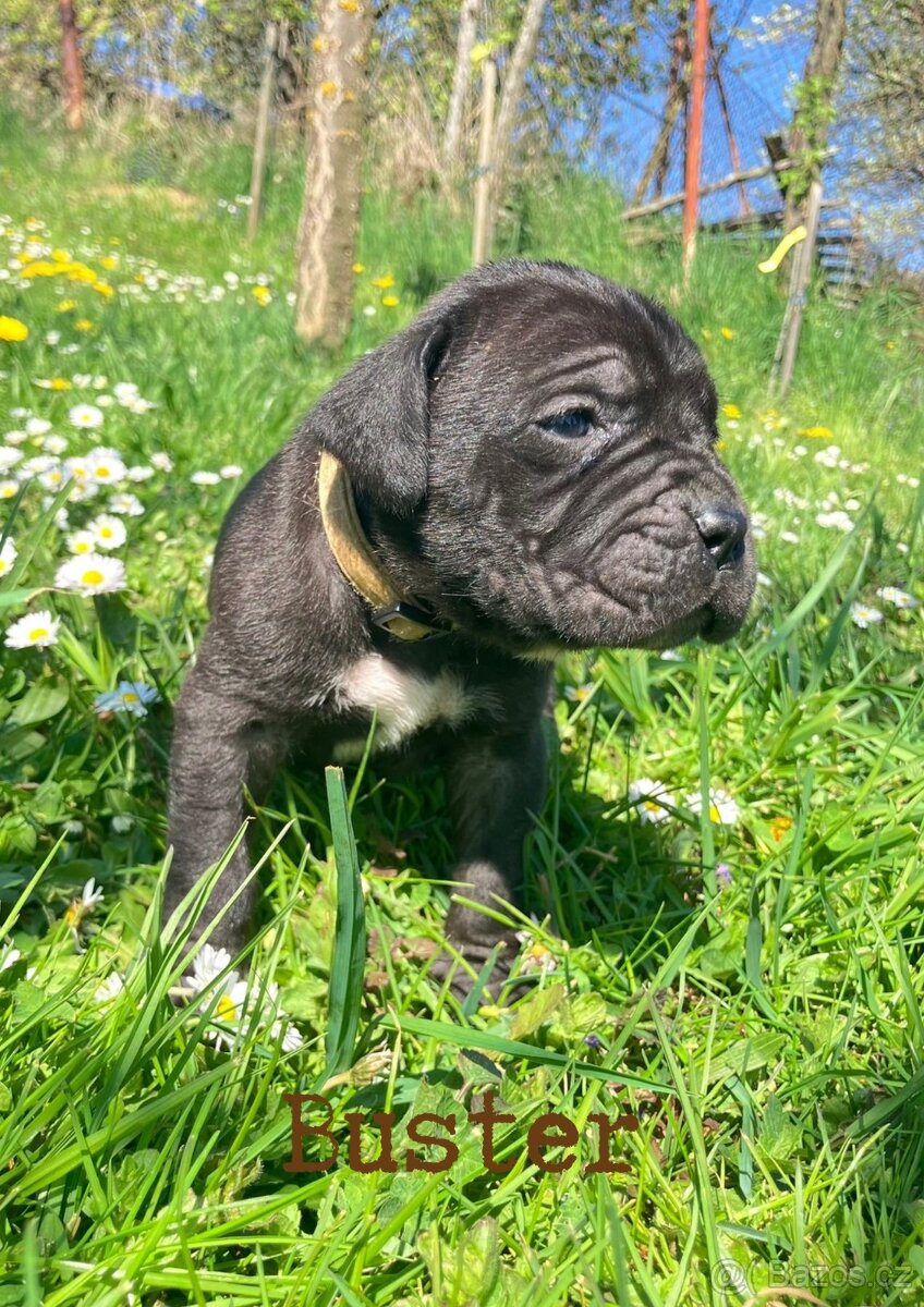 Cane Corso - 3