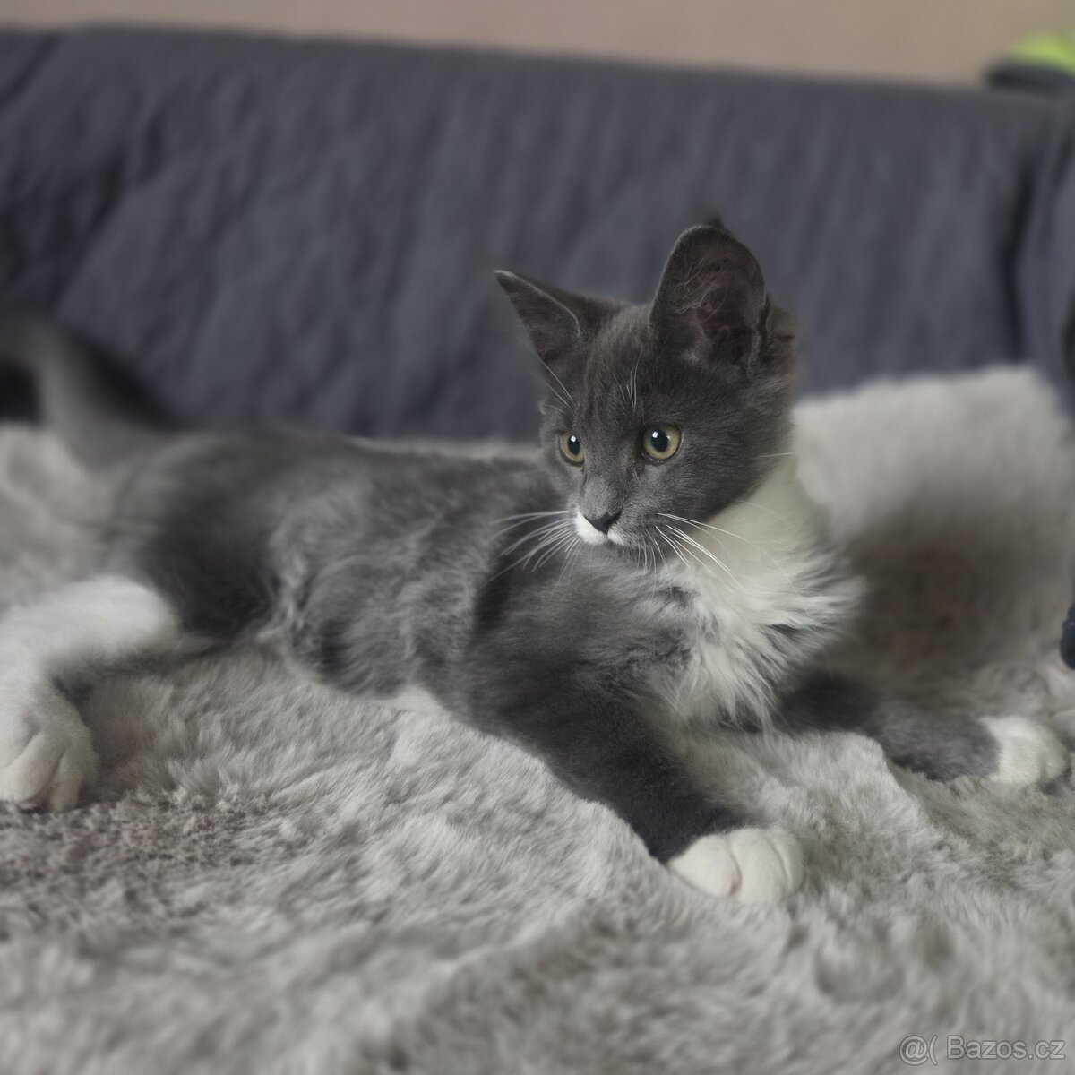 Mainská mývalí kočka - 3