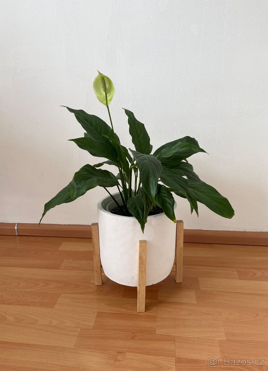 Dracena+ květináč a lopatkovec+ květináč - 3