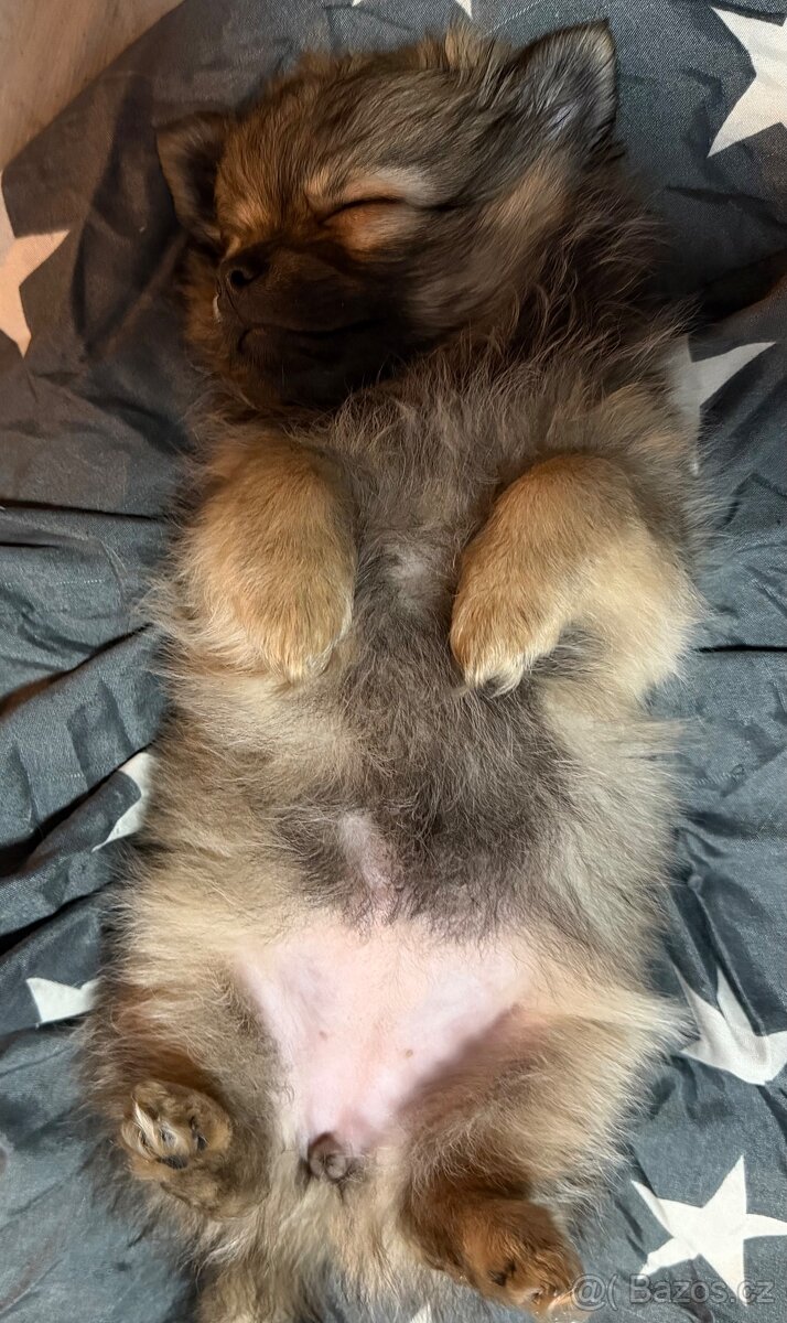 Pomerian X čivava X špic spitz trpasličí - 3