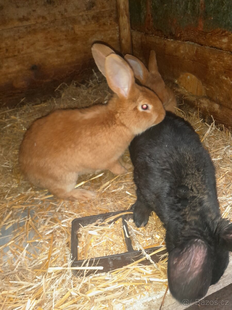 Prodám králíky - 3