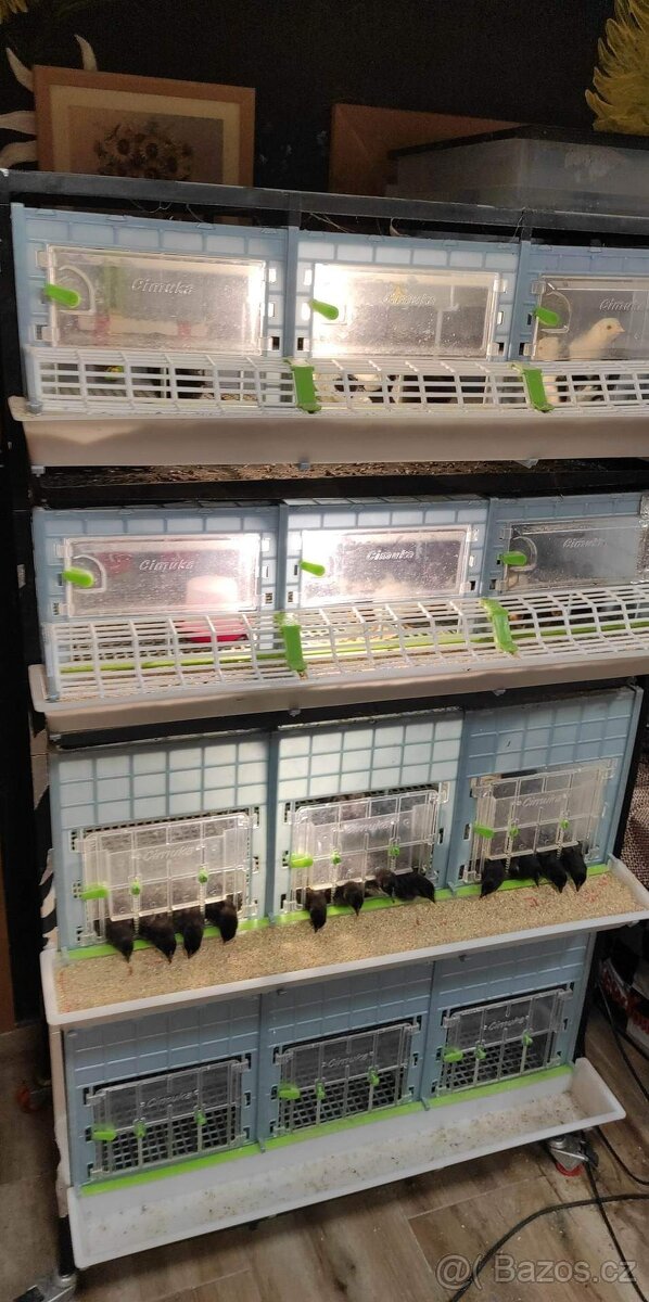 Násadová vejce a kuřata Hempšírka - 3