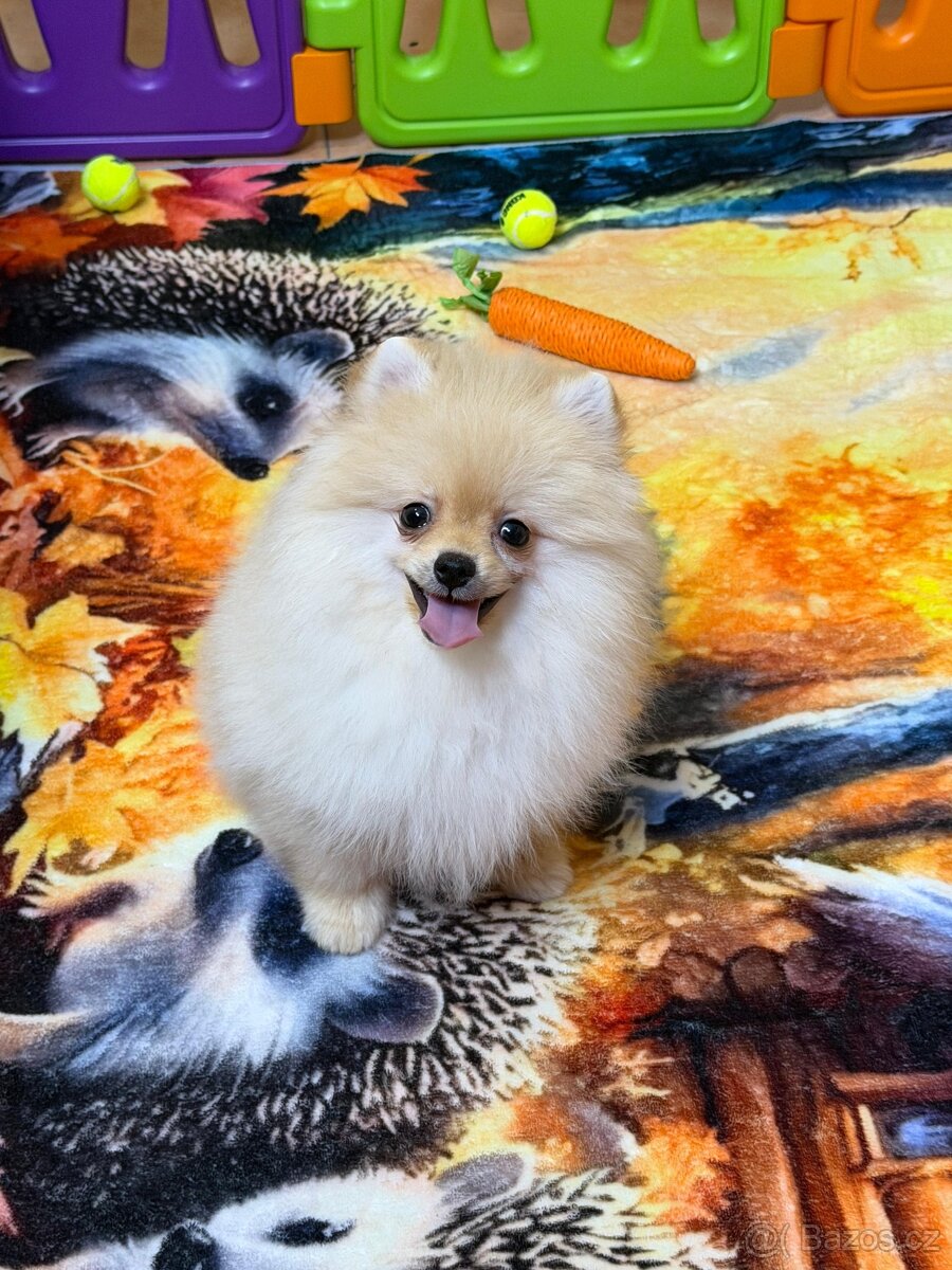 Pomeranian s PP - 3
