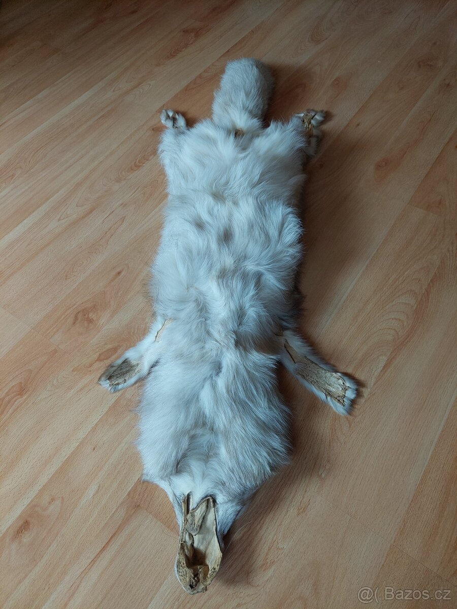 Stříbrná liška - 3