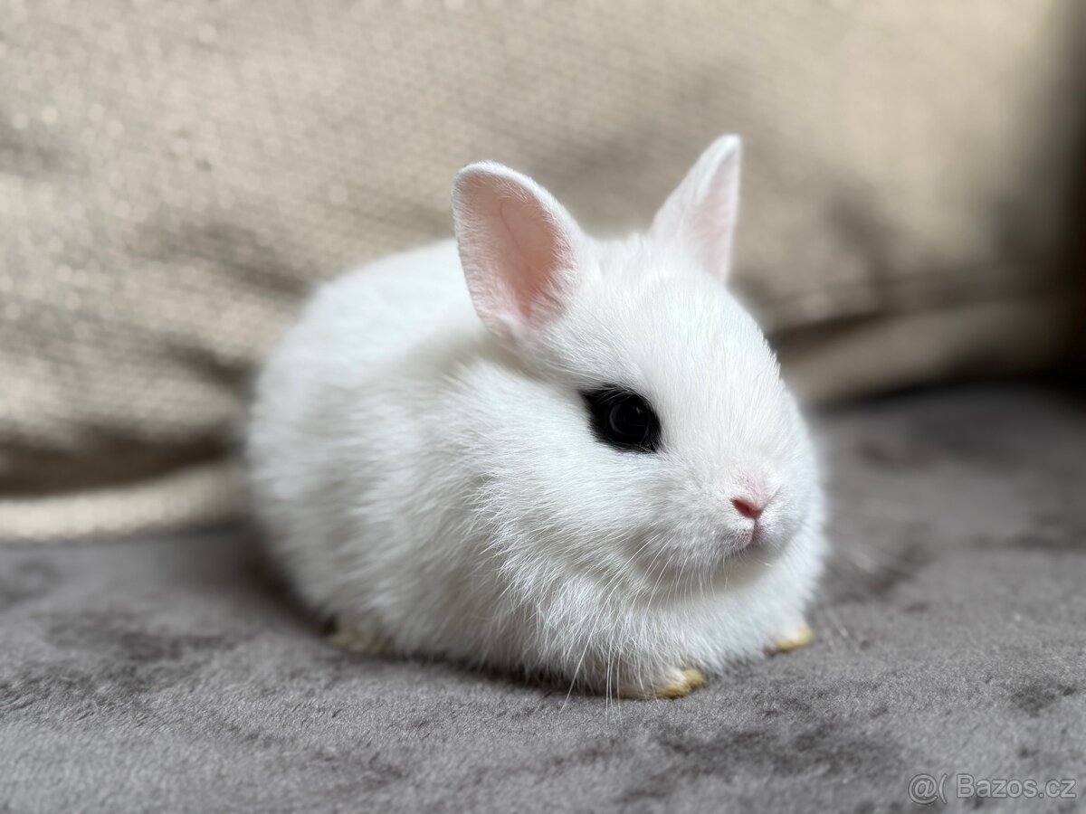 Zakrslý hototský bílý s PP - 3