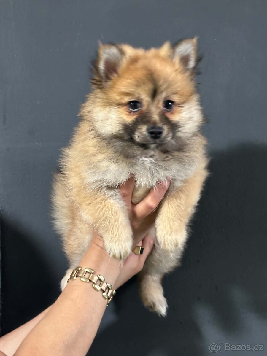 Pomeranian, Pomerian - 3