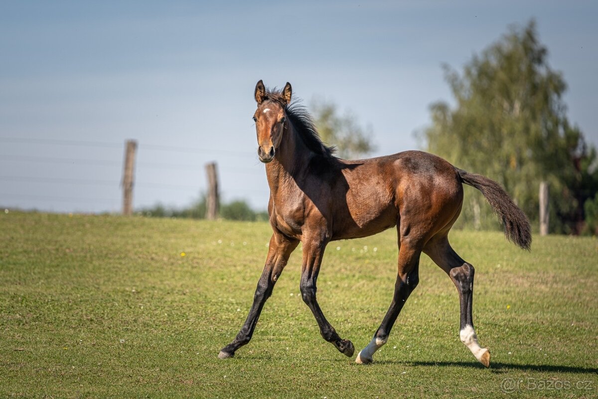Letošní klisnička (Catango Z x Bernstein) - 3