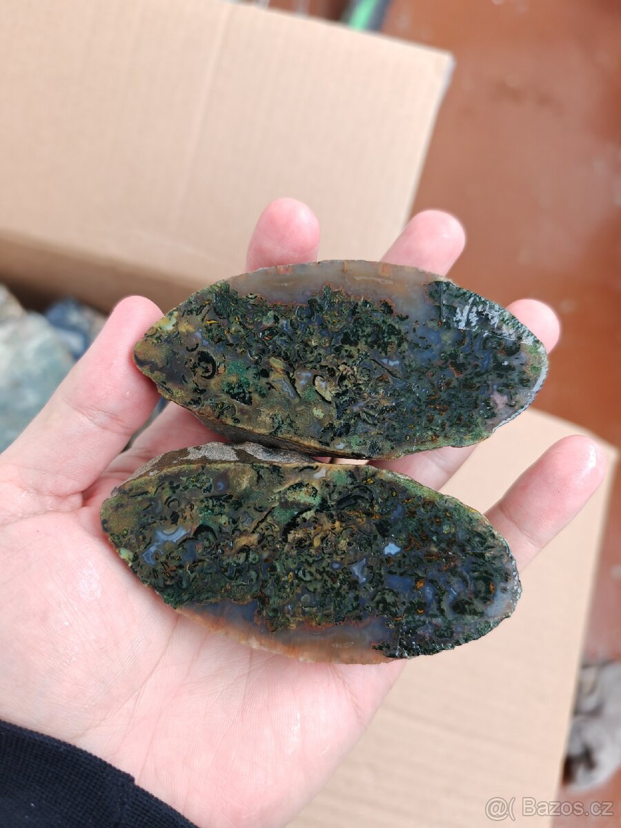 Acháty řezy Timor - 3