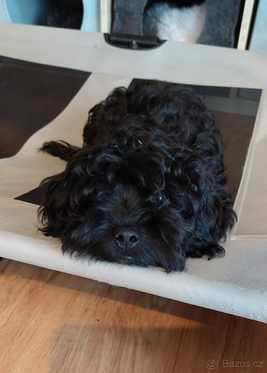 Ruská barevná bolonka s PP - 3