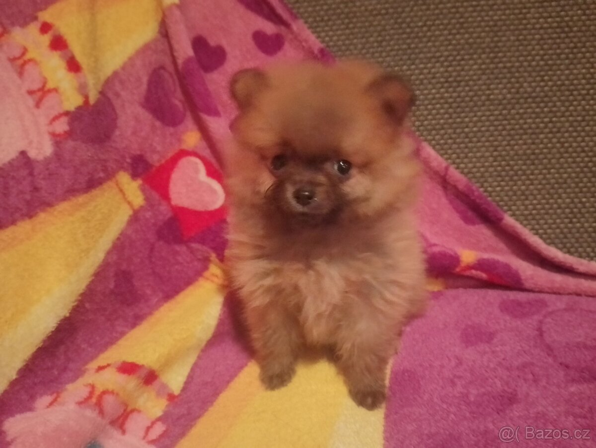 Pomeranian-špic - 3