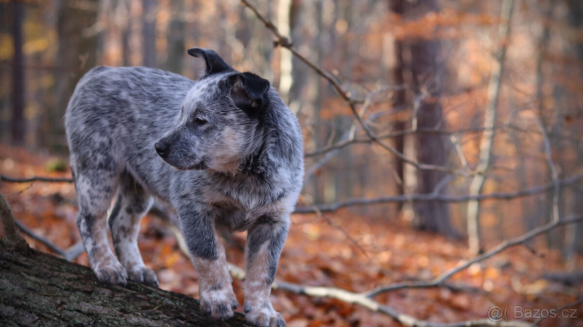 Australský honácký pes, pejsek s PP - 3