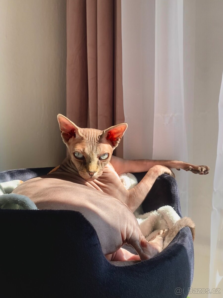 Koupím/Adoptuji Sphynx - 3