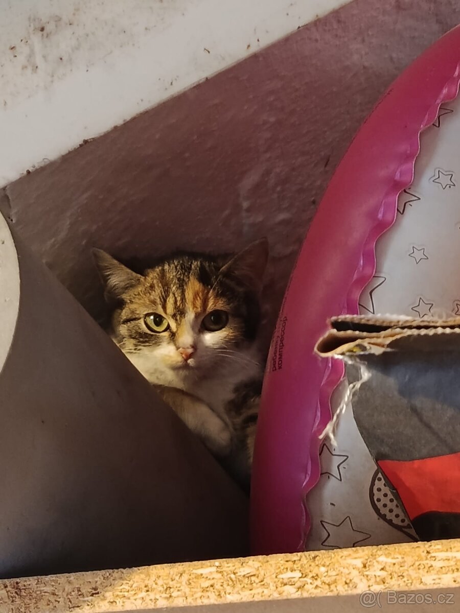 Daruji kotě - 3