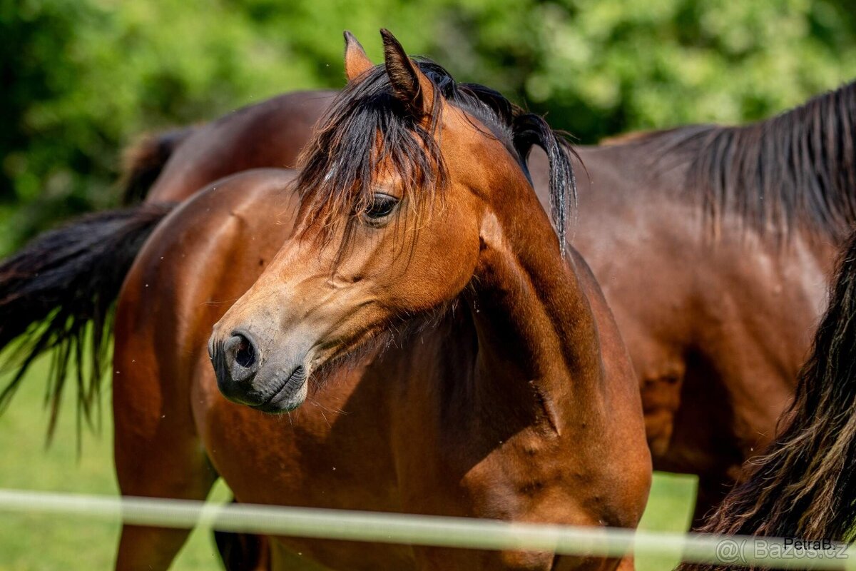 2-letá wpbr klisnička - 3