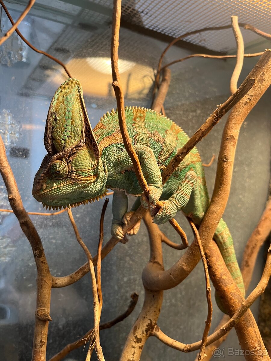 CHAMELEONI JEMENSKÝ HOLKA/KLUK + TERÁRIUM - 3