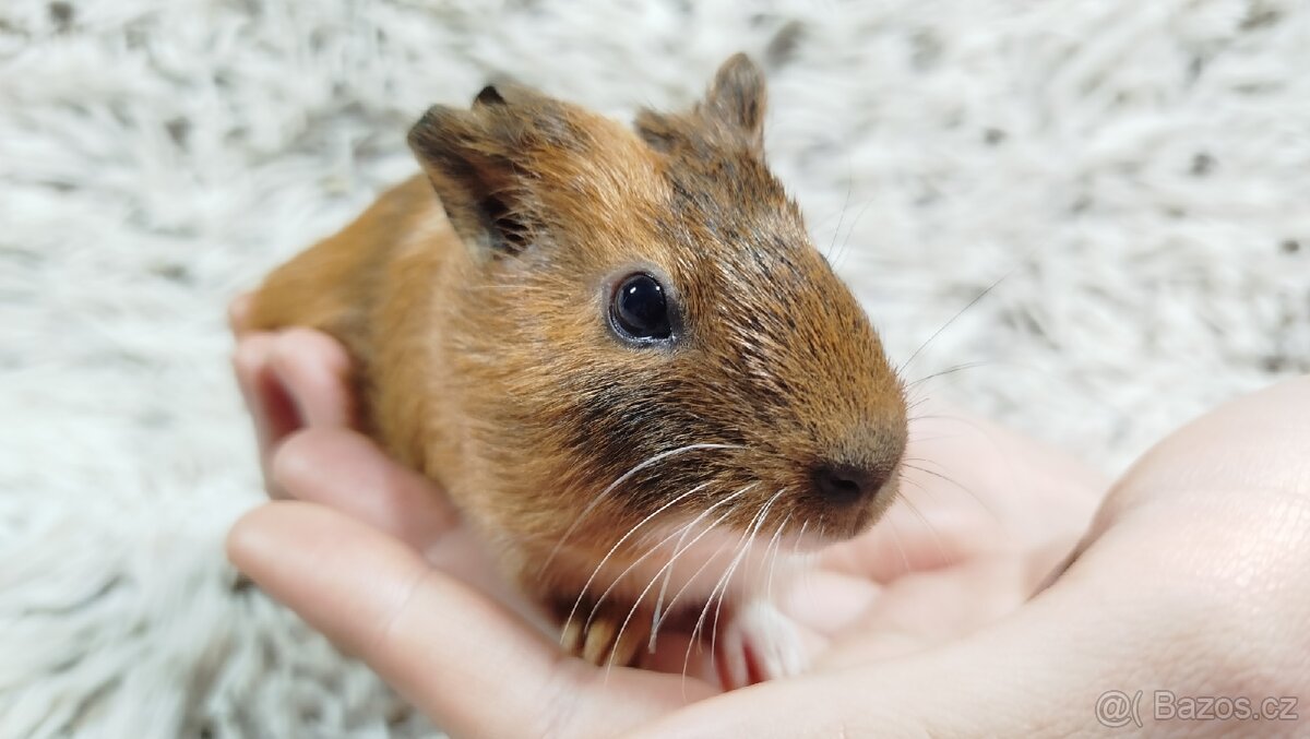 Morče, Morčata, Morčátko, Morčátka - JACOB A JAMES - 3