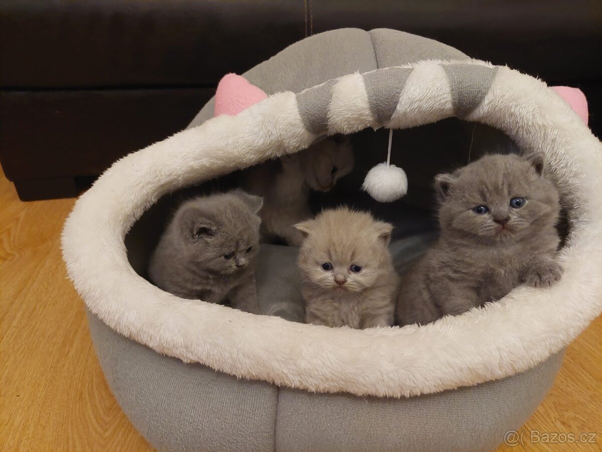 Britská koťátka bez PP - 3