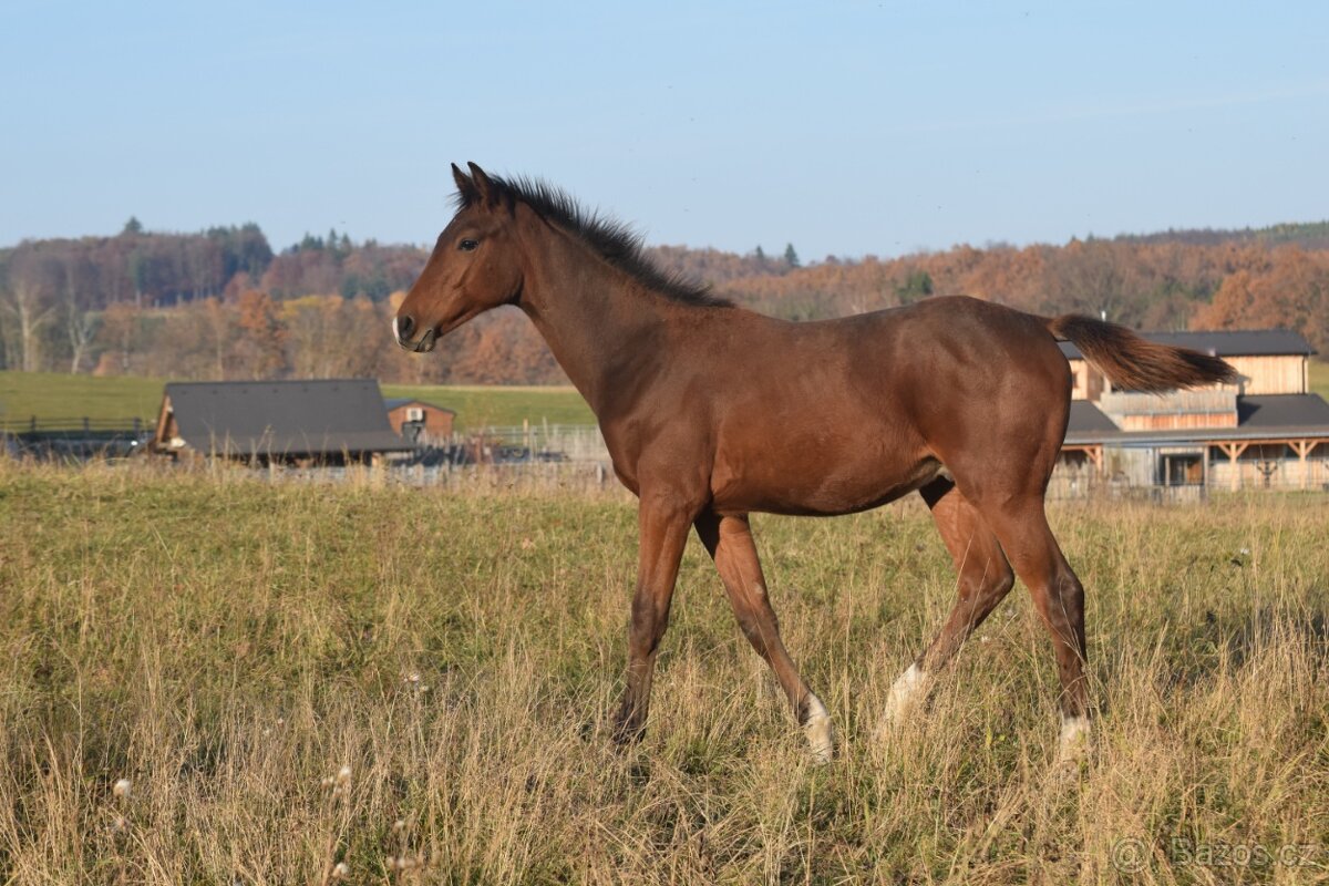 Tiebreak - letošní hřebeček - 3
