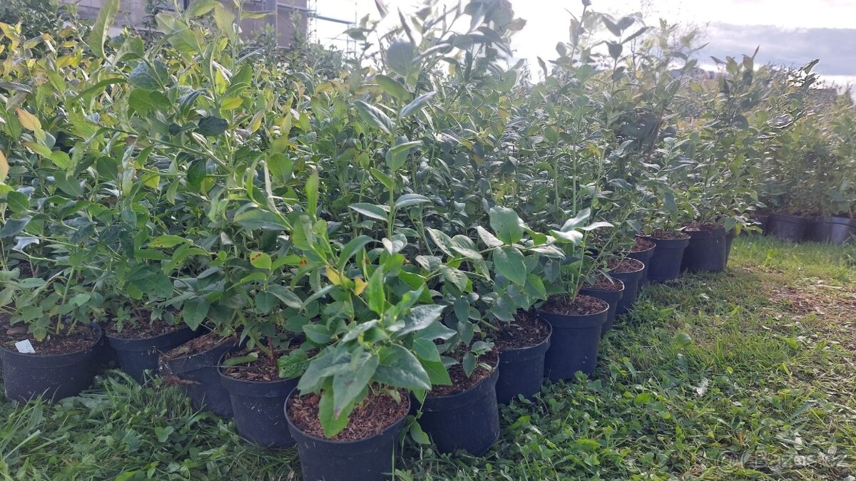 Borůvky DUKE 2leté - 3