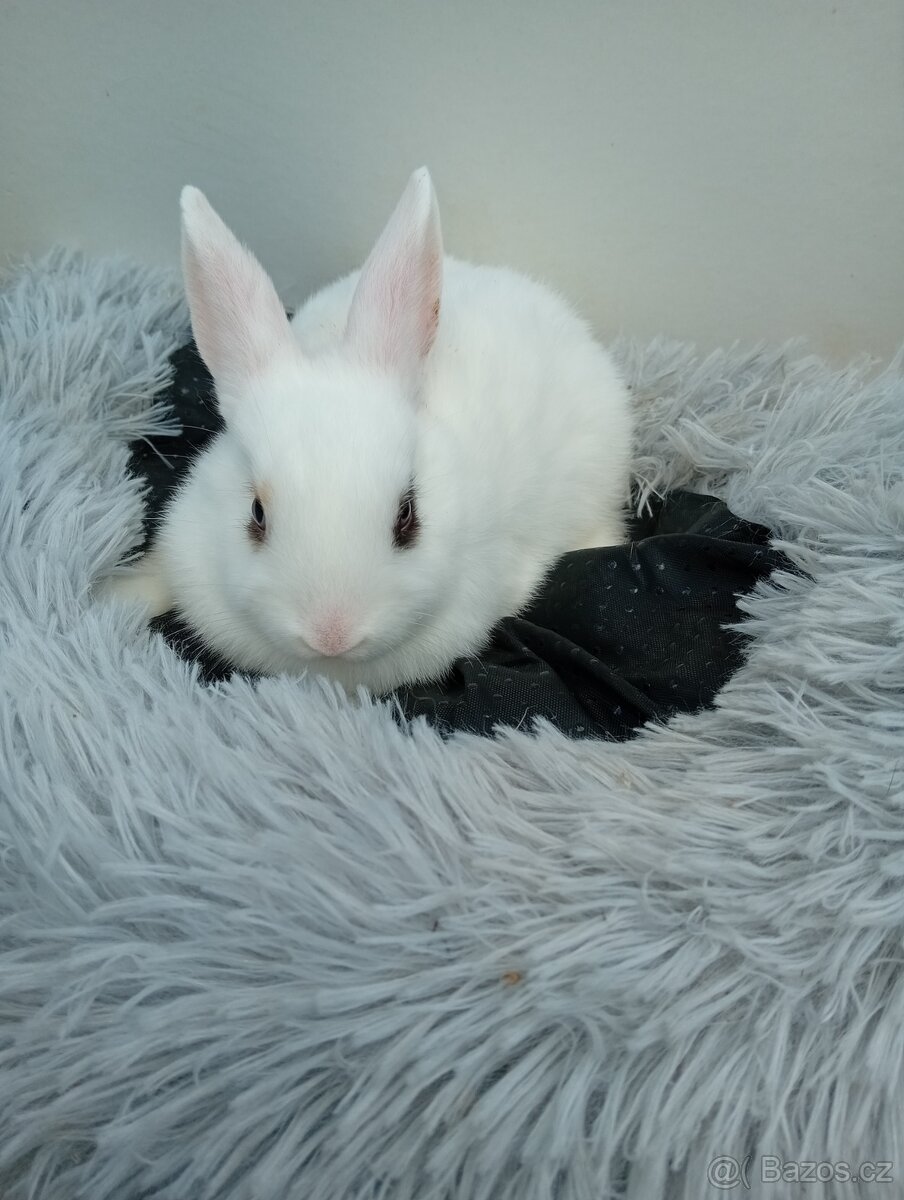 Zakrslý králíček I4 - 3