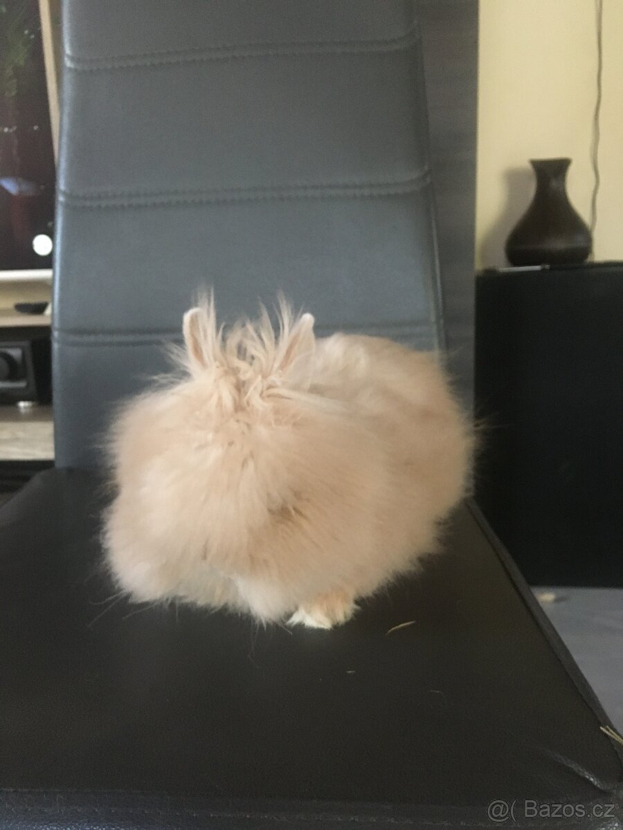 Zakrslý teddy dlouhosrstý - mláďata - 3