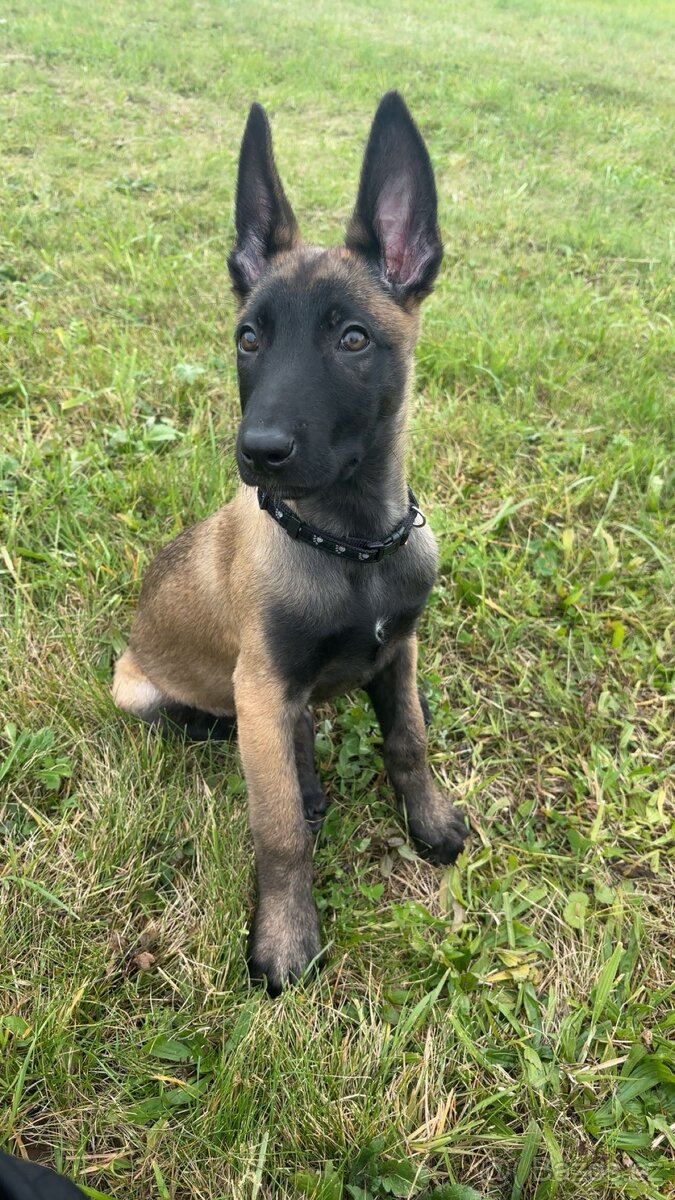 Belgický ovčák - 3