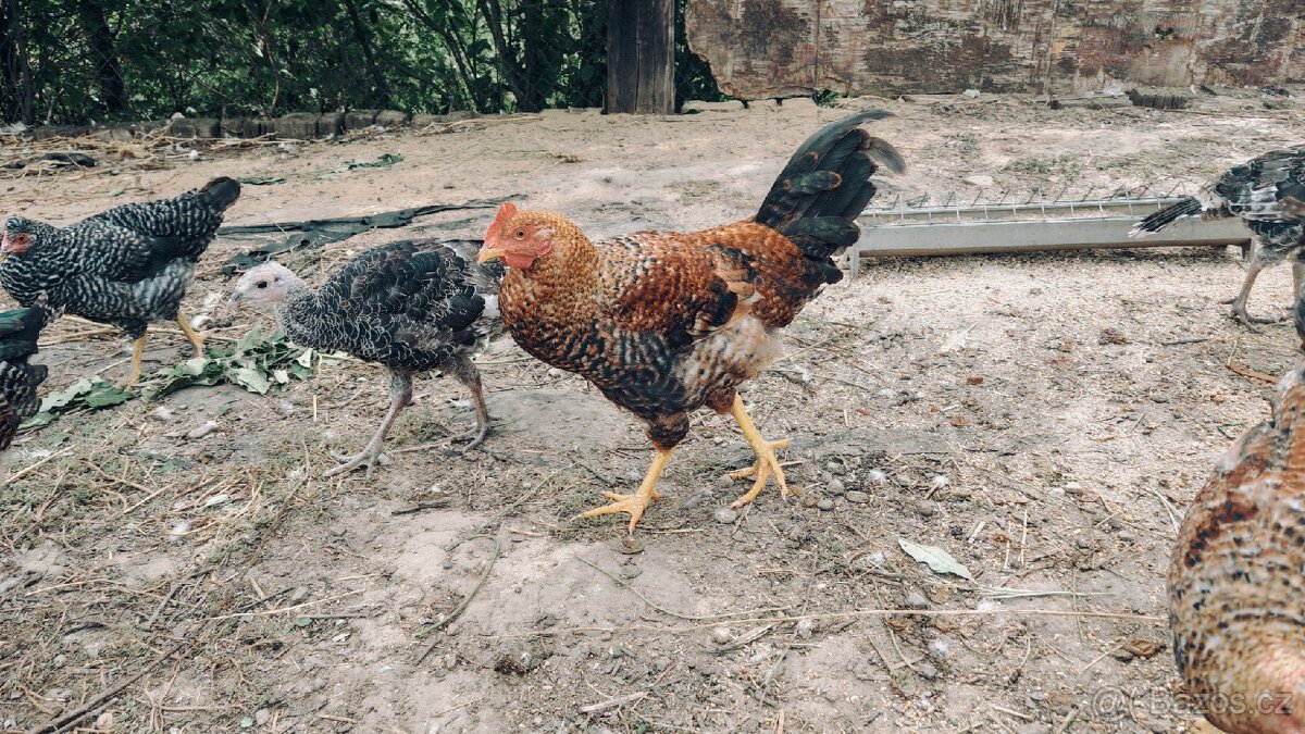 Mladí kohouti cream legbar/marans - 3