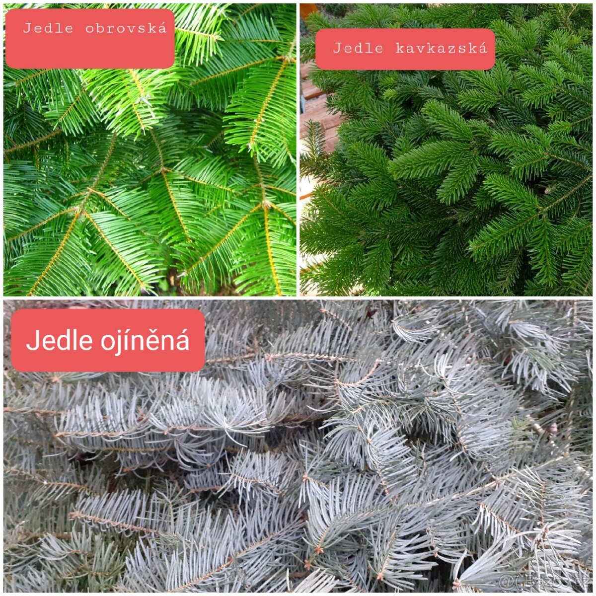 Jedlová chvoj / chvojí / klest - 3