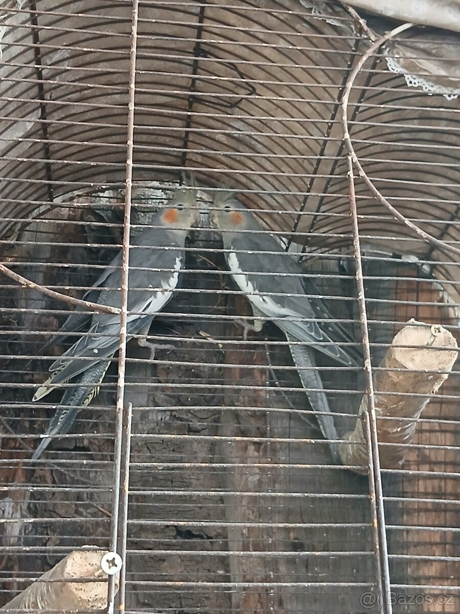 Korely, krepelky činske - 3