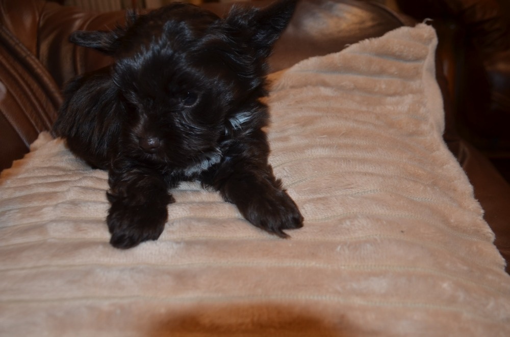 Jorkšírský terier s pp - 3