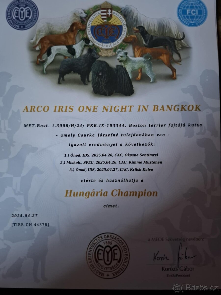 Boston, bostonský terier krytie. - 3