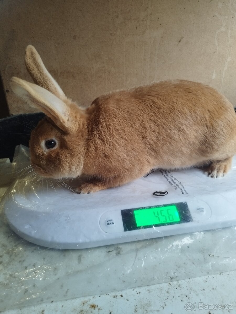 Burgundský samec - 3