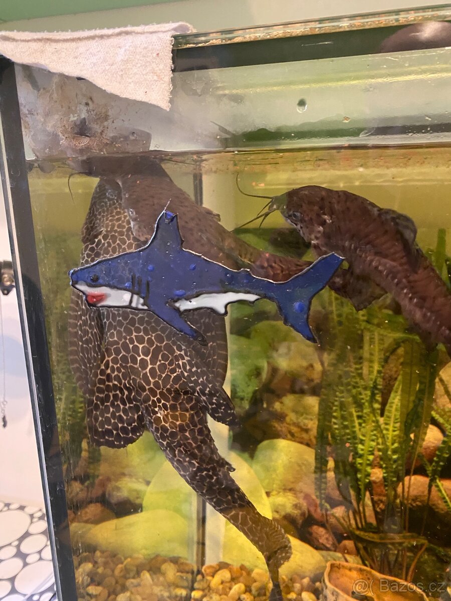 Akvárium - 3