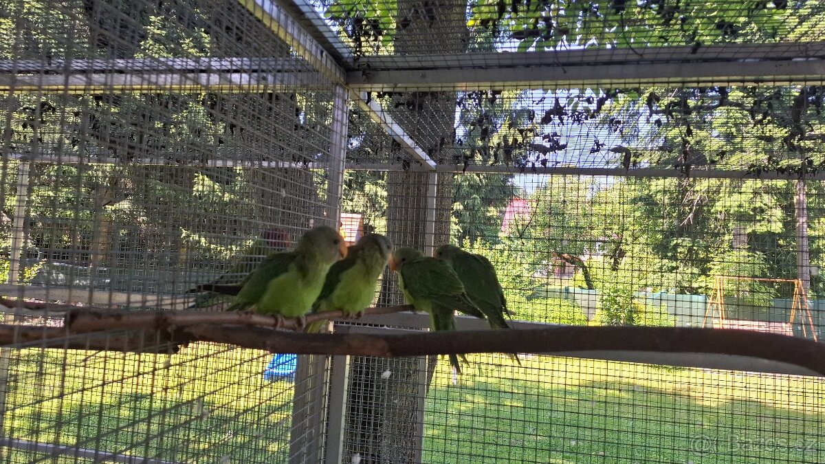 Alexandr rudohlavý - 3