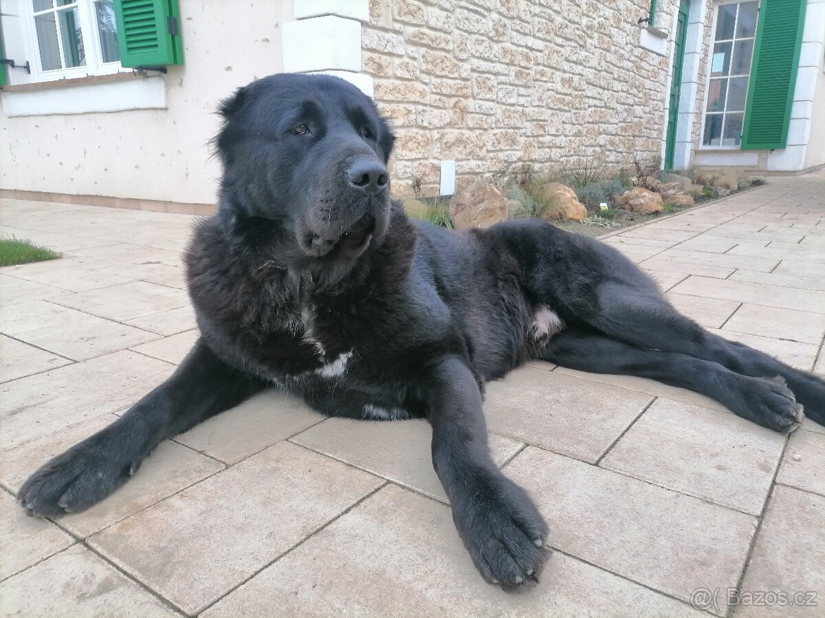 Stredoázijský ovčiak krytí - 3