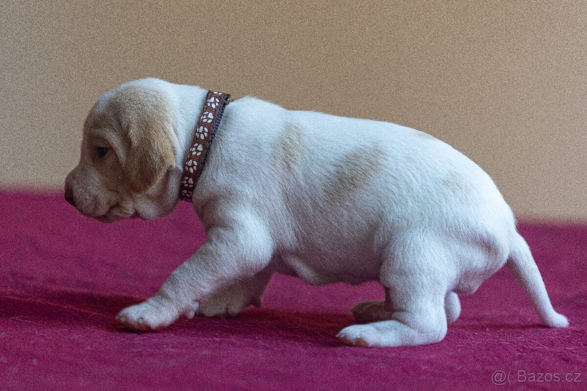 Saintgermánský ohař - štěňátka k zamluvení - 3