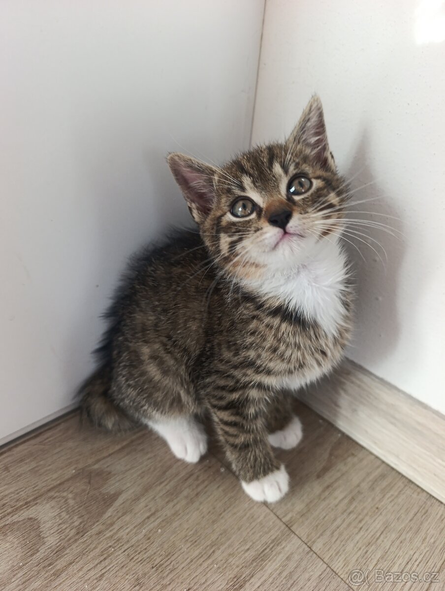Koťátka k odběru - 3